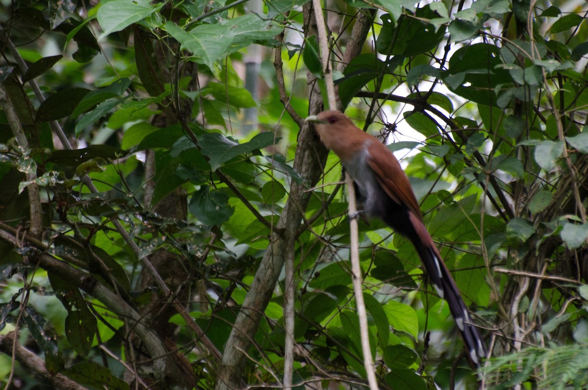 Squirrel Cuckoo - Marcos Eugênio Birding Guide