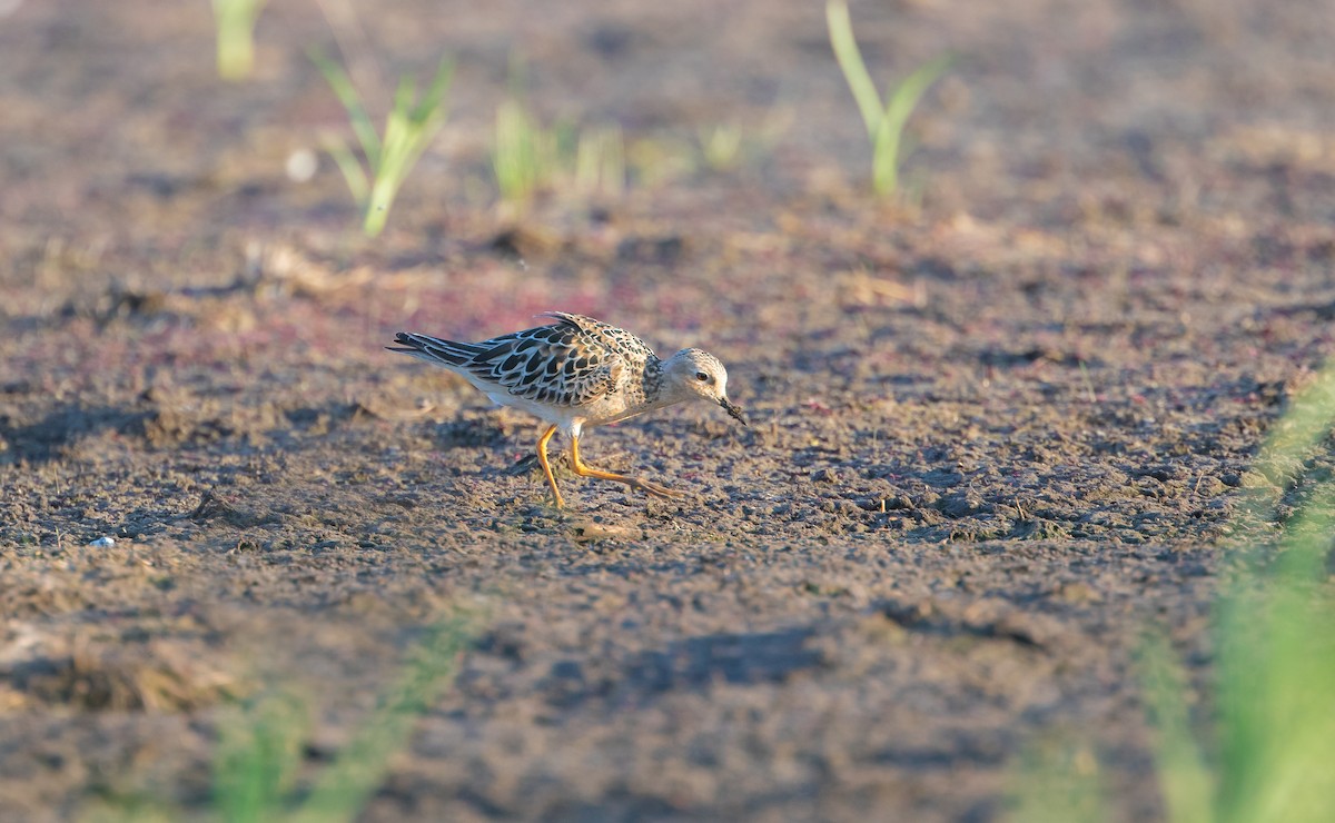 Buff-breasted Sandpiper - ML253251471