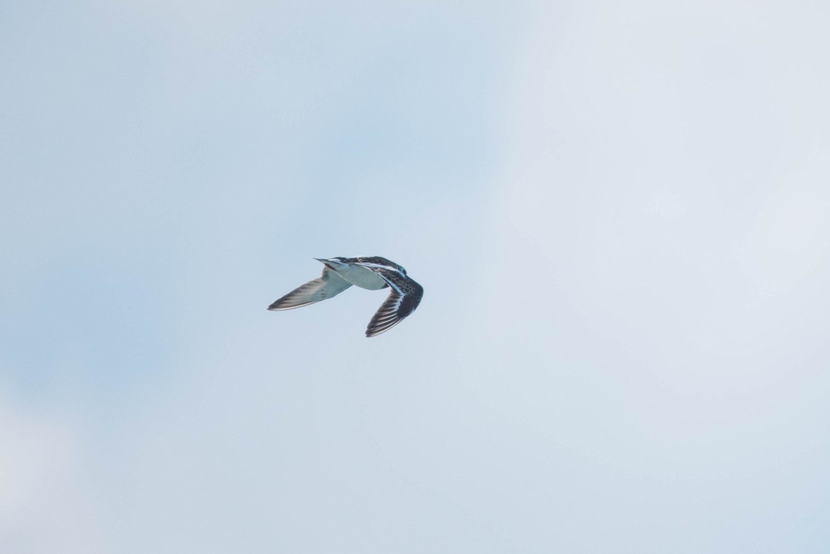 Ruddy Turnstone - ML253252391