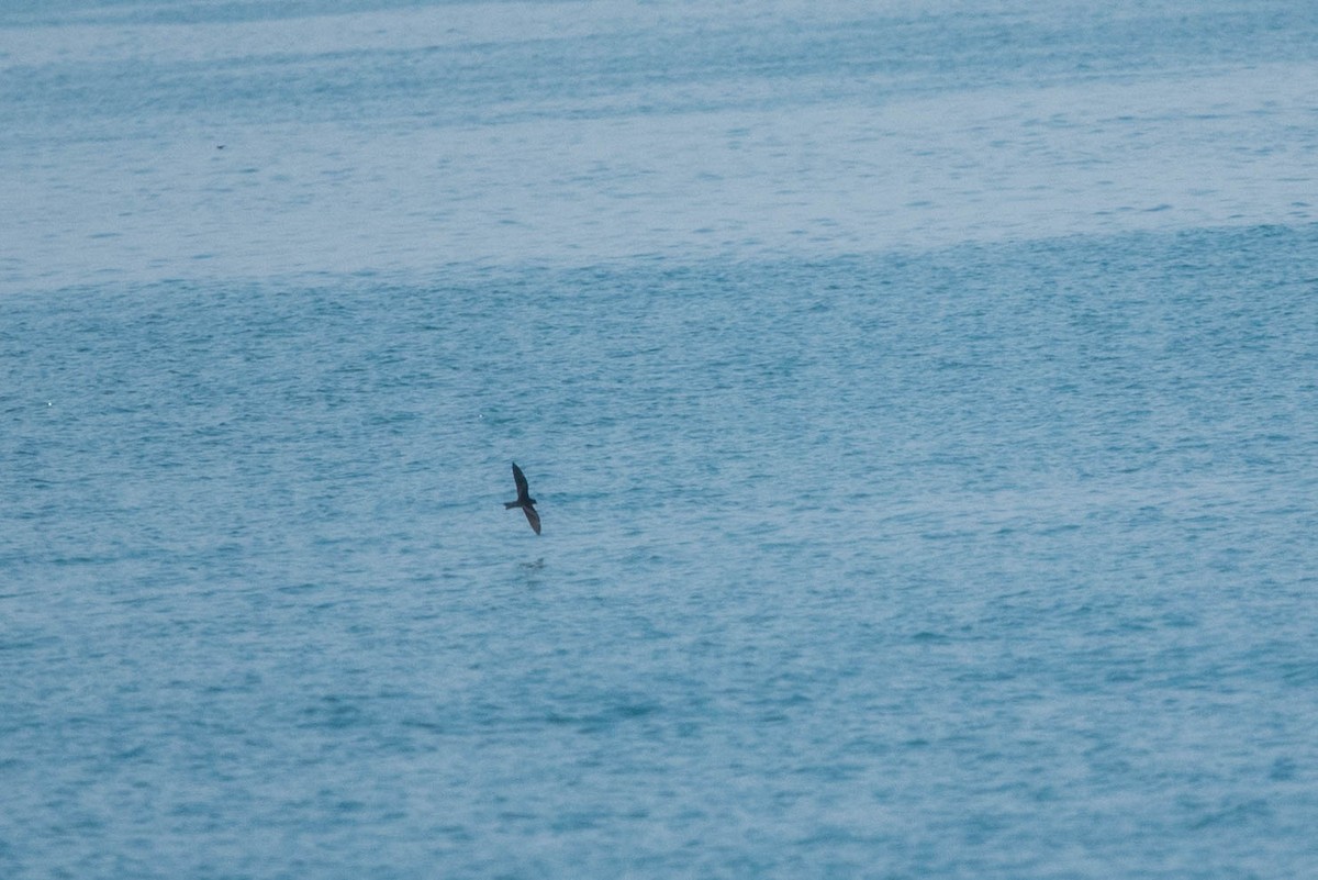 Swinhoe's Storm-Petrel - ML253252401