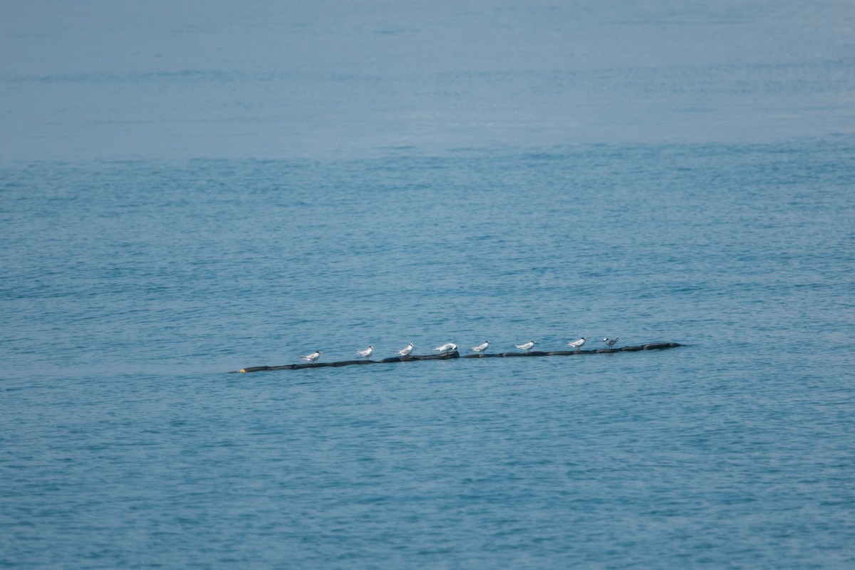Little Tern - ML253252501