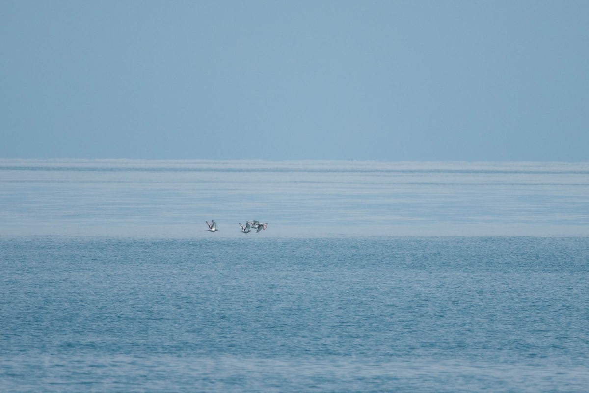 Rock Pigeon (Feral Pigeon) - ML253252511