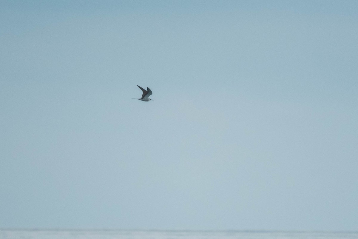 Bridled Tern - ML253253071