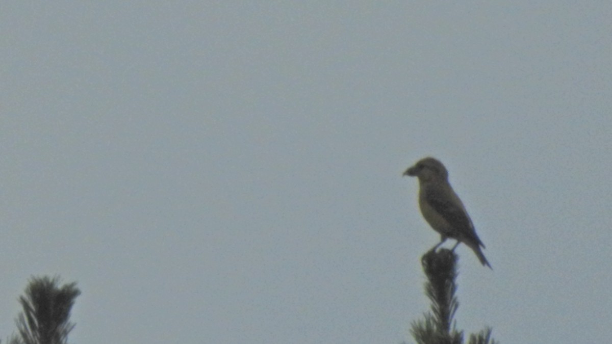 Клёст-еловик - ML253253121