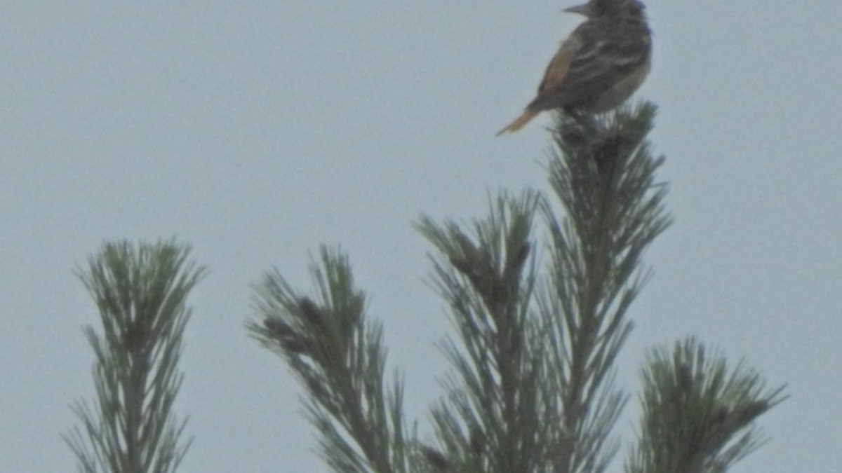 Балтиморский трупиал - ML253253171