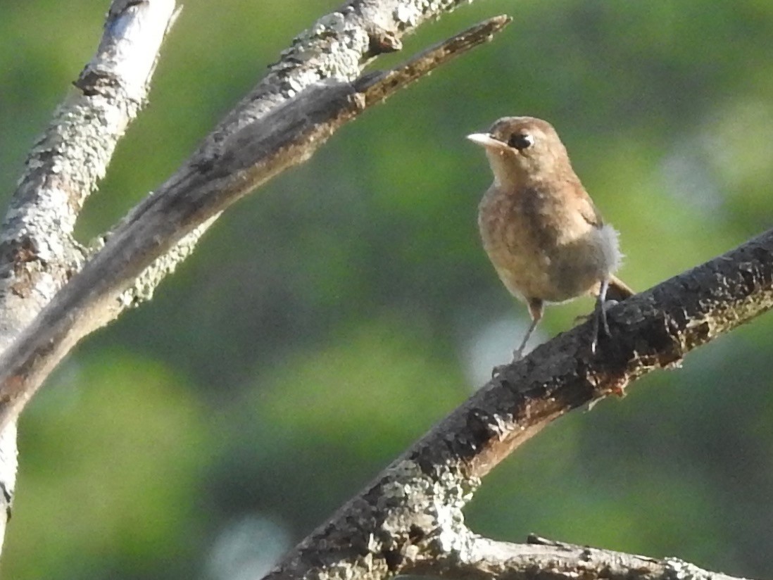 House Wren - ML253253361