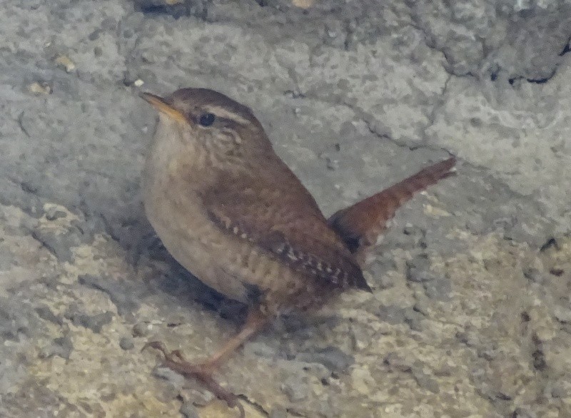 střízlík obecný - ML25325381