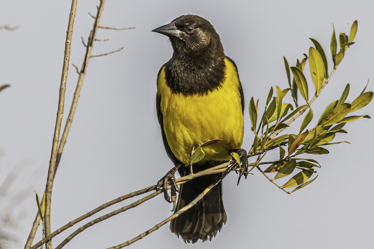Yellow-rumped Marshbird - ML253253911