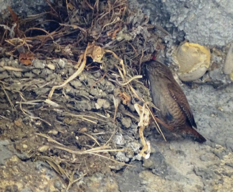 střízlík obecný - ML25325411