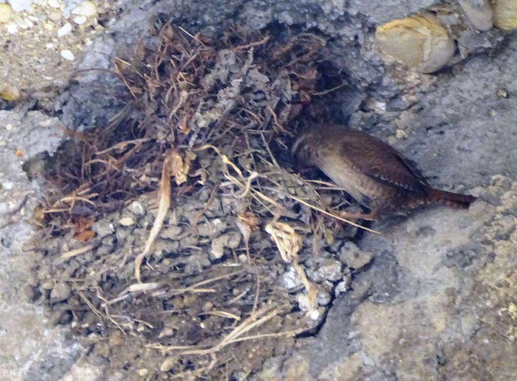 střízlík obecný - ML25325421