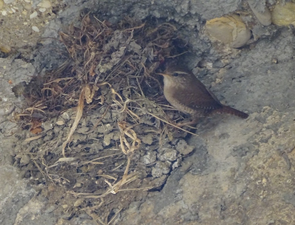 střízlík obecný - ML25325441