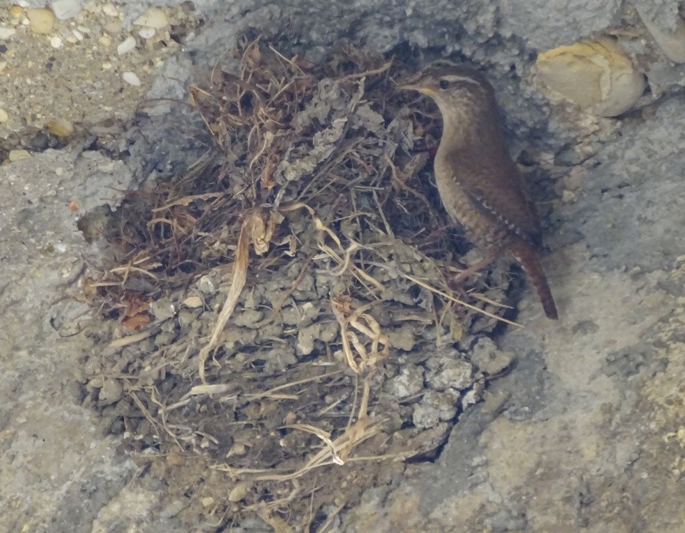 střízlík obecný - ML25325461