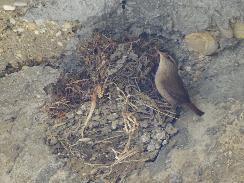 střízlík obecný - ML25325471