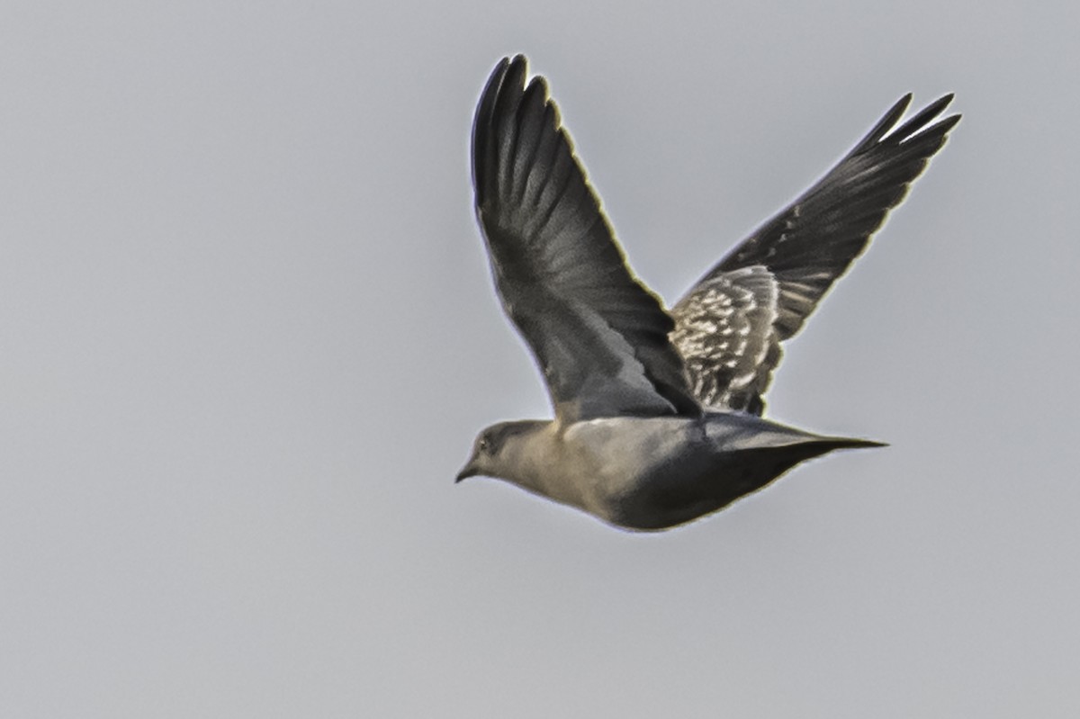Spot-winged Pigeon - ML253254951