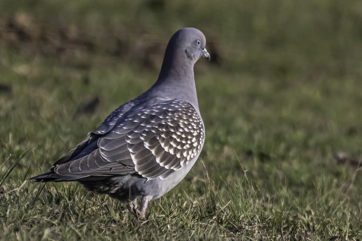Spot-winged Pigeon - ML253254971