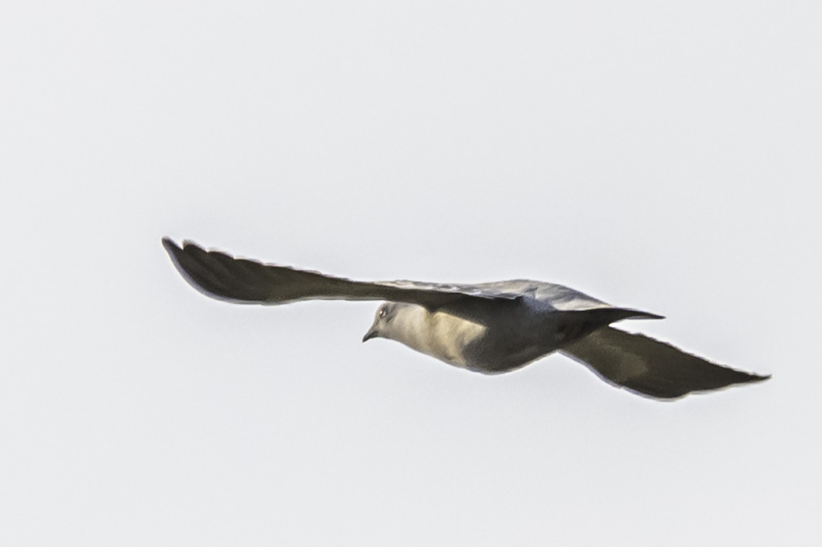 Spot-winged Pigeon - ML253254981