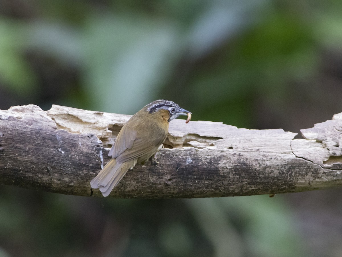 Gray-throated Babbler - Wenjia Chen