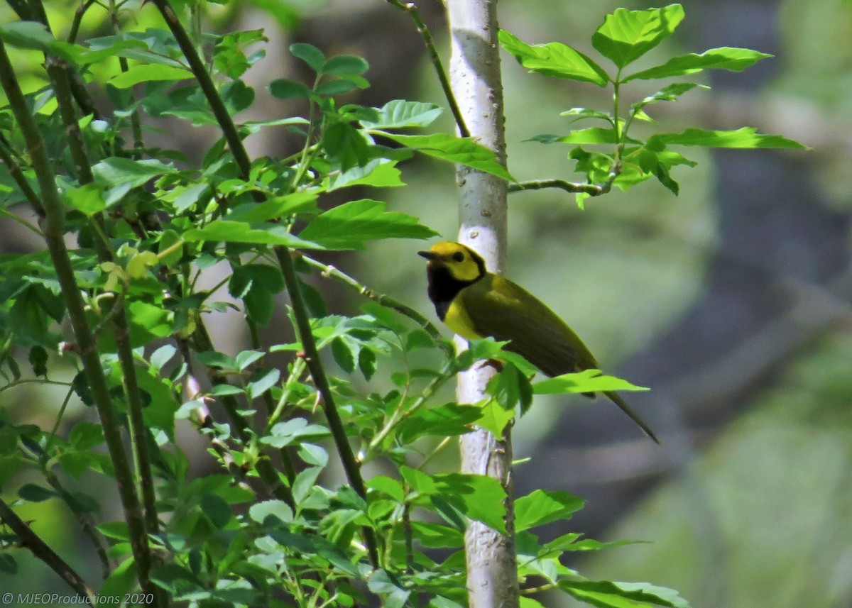 Hooded Warbler - ML253256821