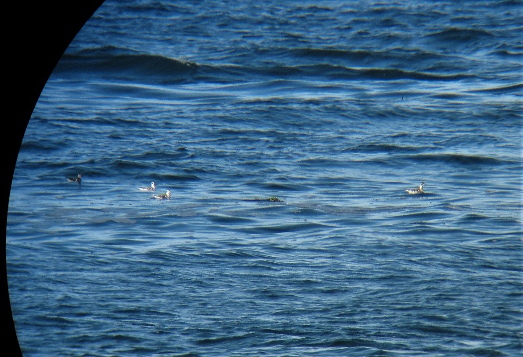 Phalarope à bec étroit - ML253259111