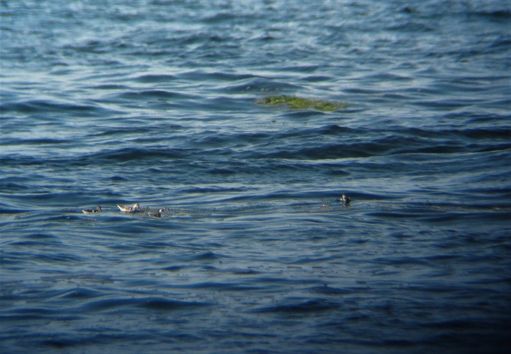 Phalarope à bec étroit - ML253259161