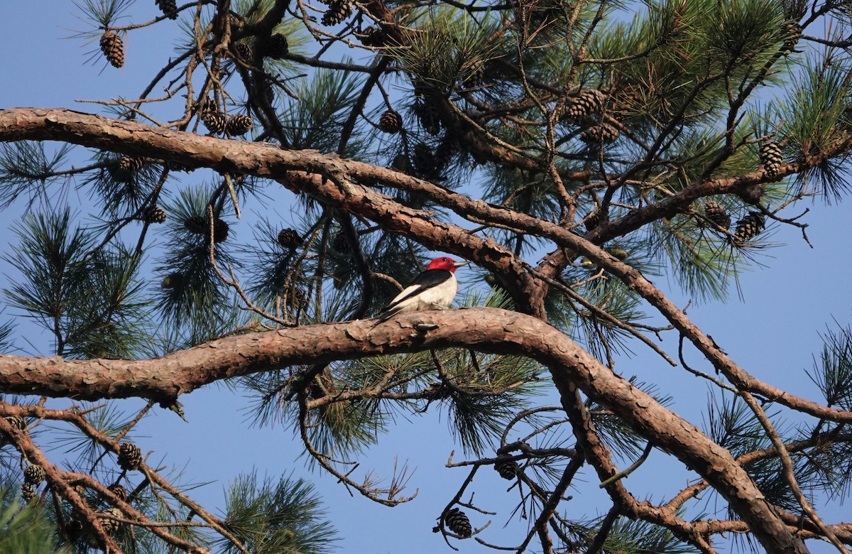 Red-headed Woodpecker - ML253260031