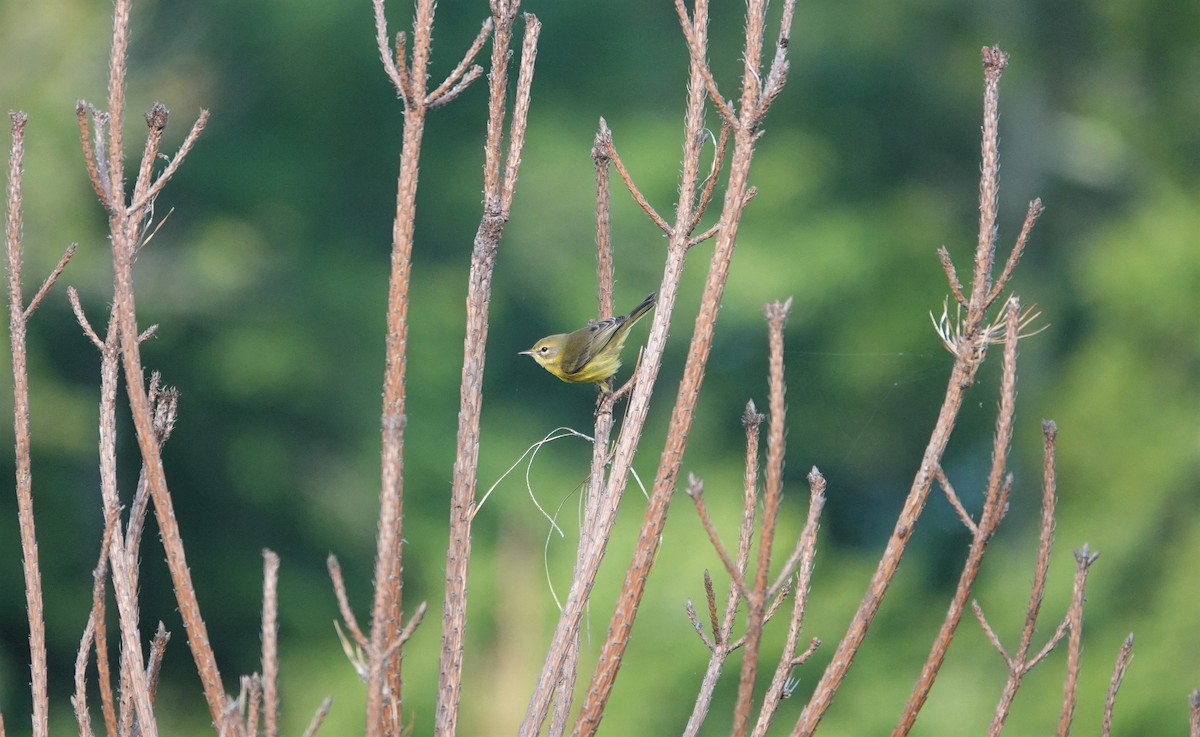 Prairie Warbler - ML253260181