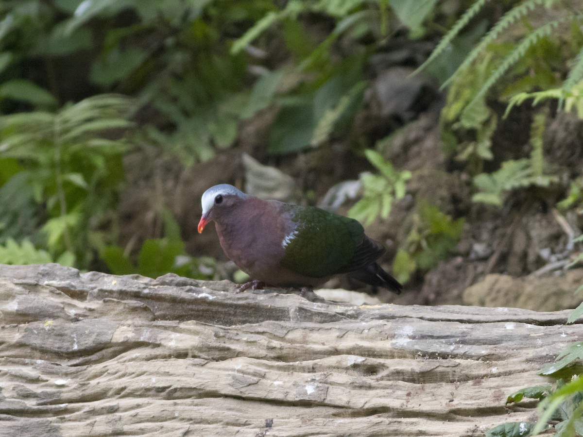 Asian Emerald Dove - Wenjia Chen