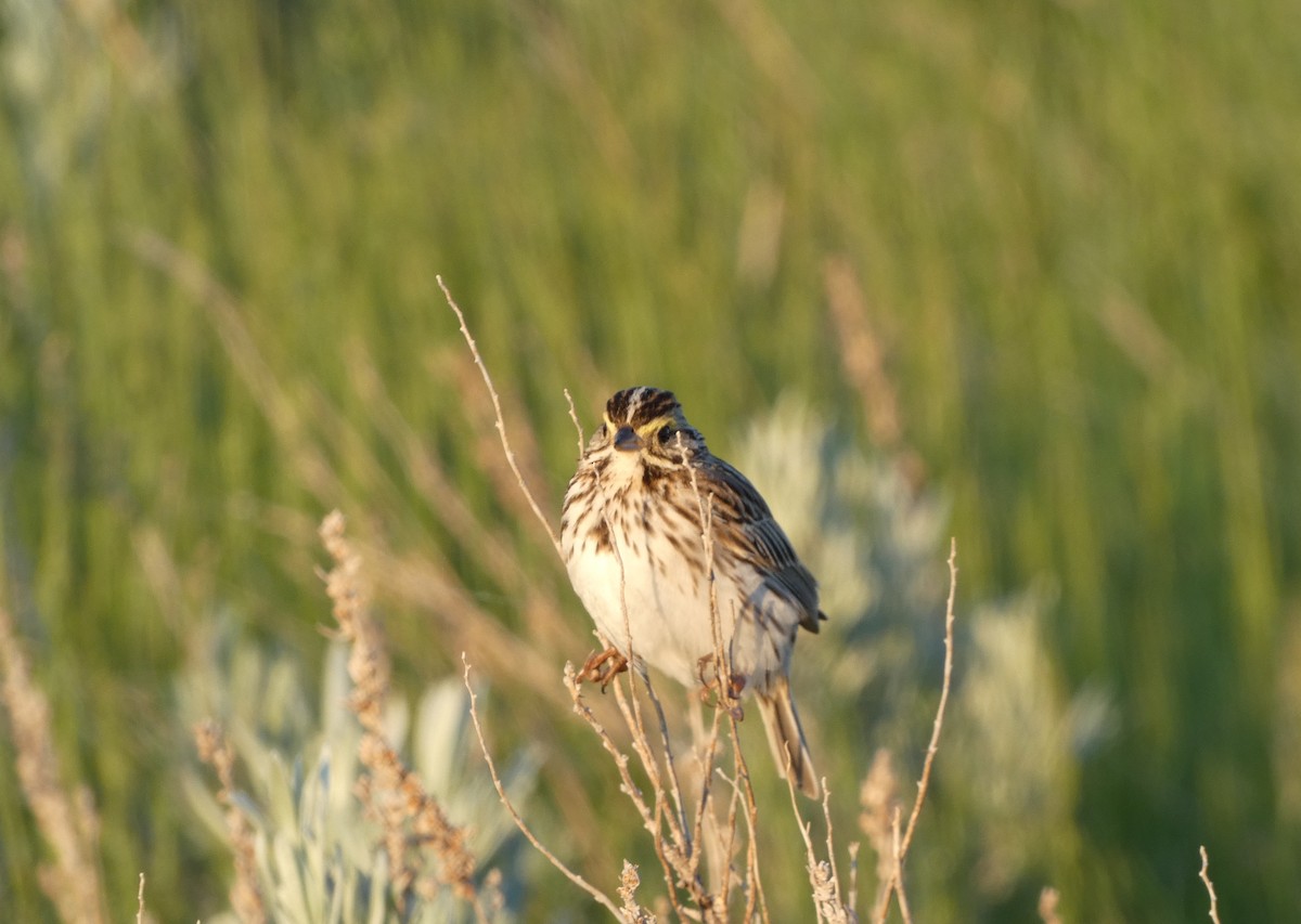 Savannah Sparrow - ML253262201