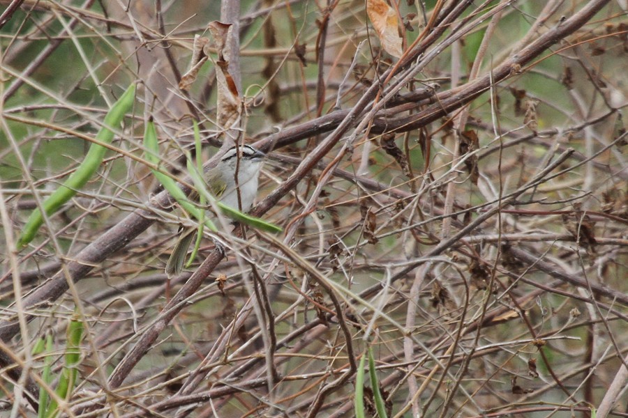 Tocuyo Sparrow - ML253265861