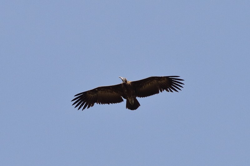 Hooded Vulture - ML253266261