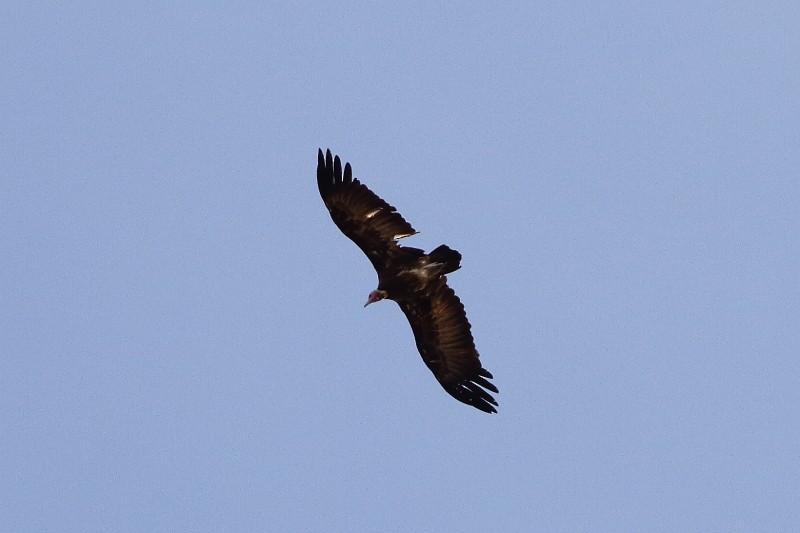 Hooded Vulture - ML253266281