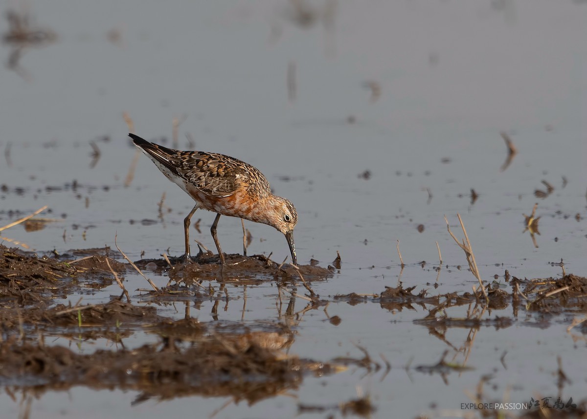 Curlew Sandpiper - ML253266571