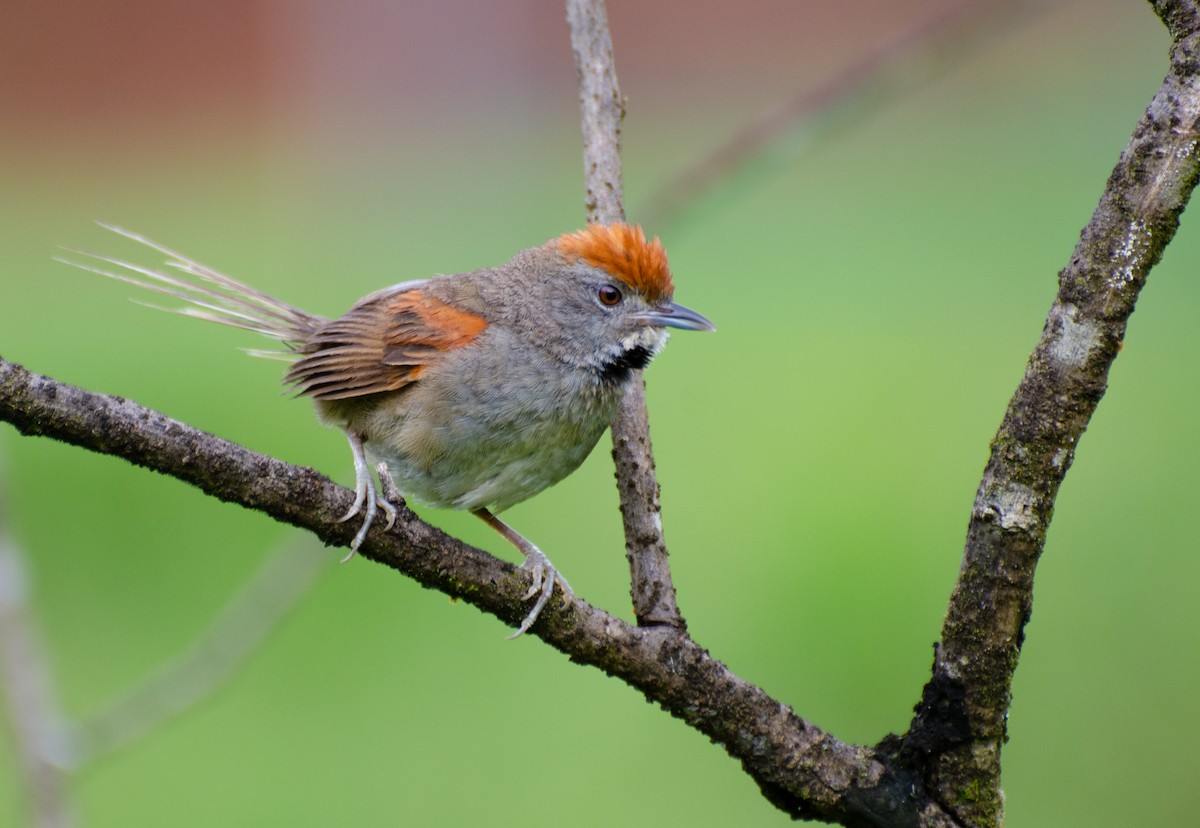 Spix's Spinetail - Marcos Eugênio Birding Guide