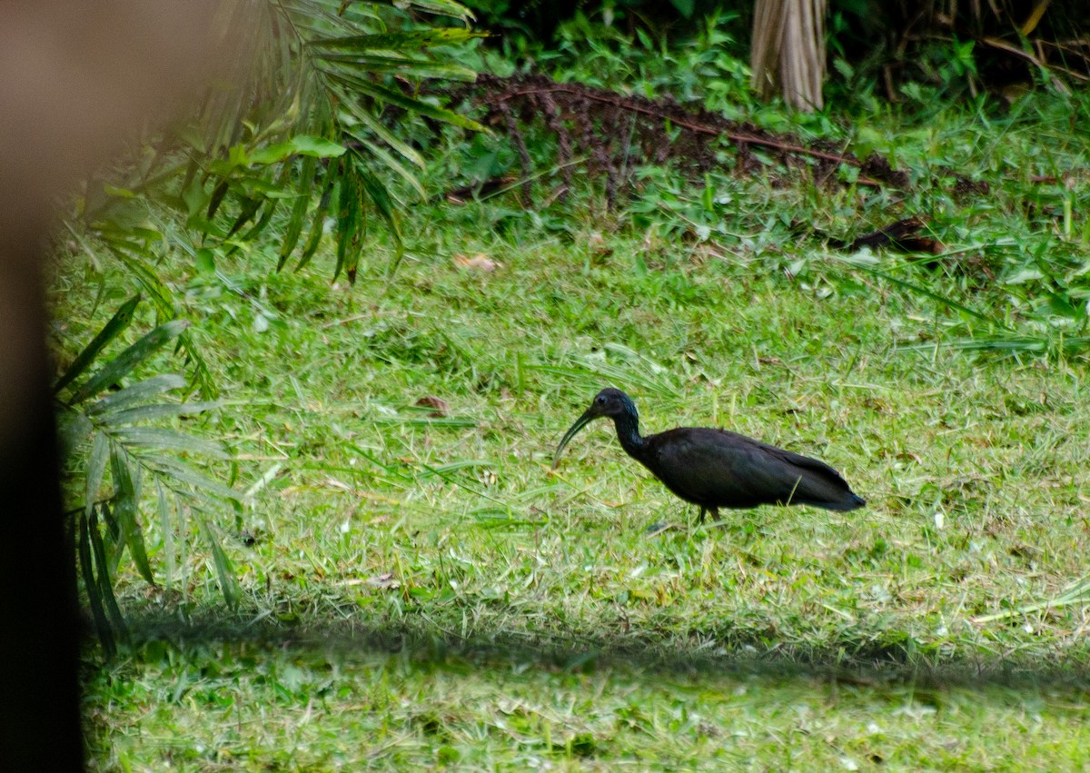 ibis zelený - ML253268111