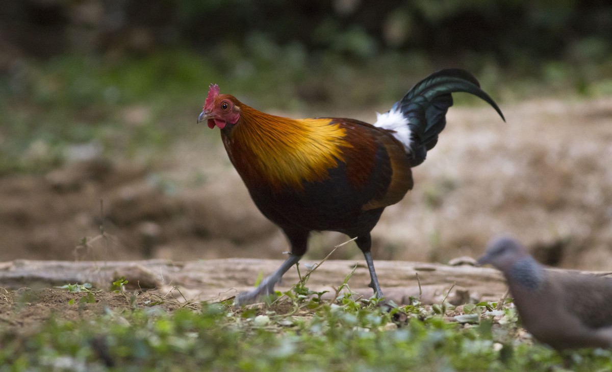 Red Junglefowl - ML253268521