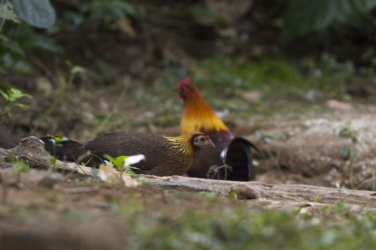 Red Junglefowl - ML253268701