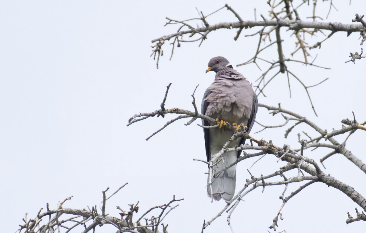 Band-tailed Pigeon - ML253268911