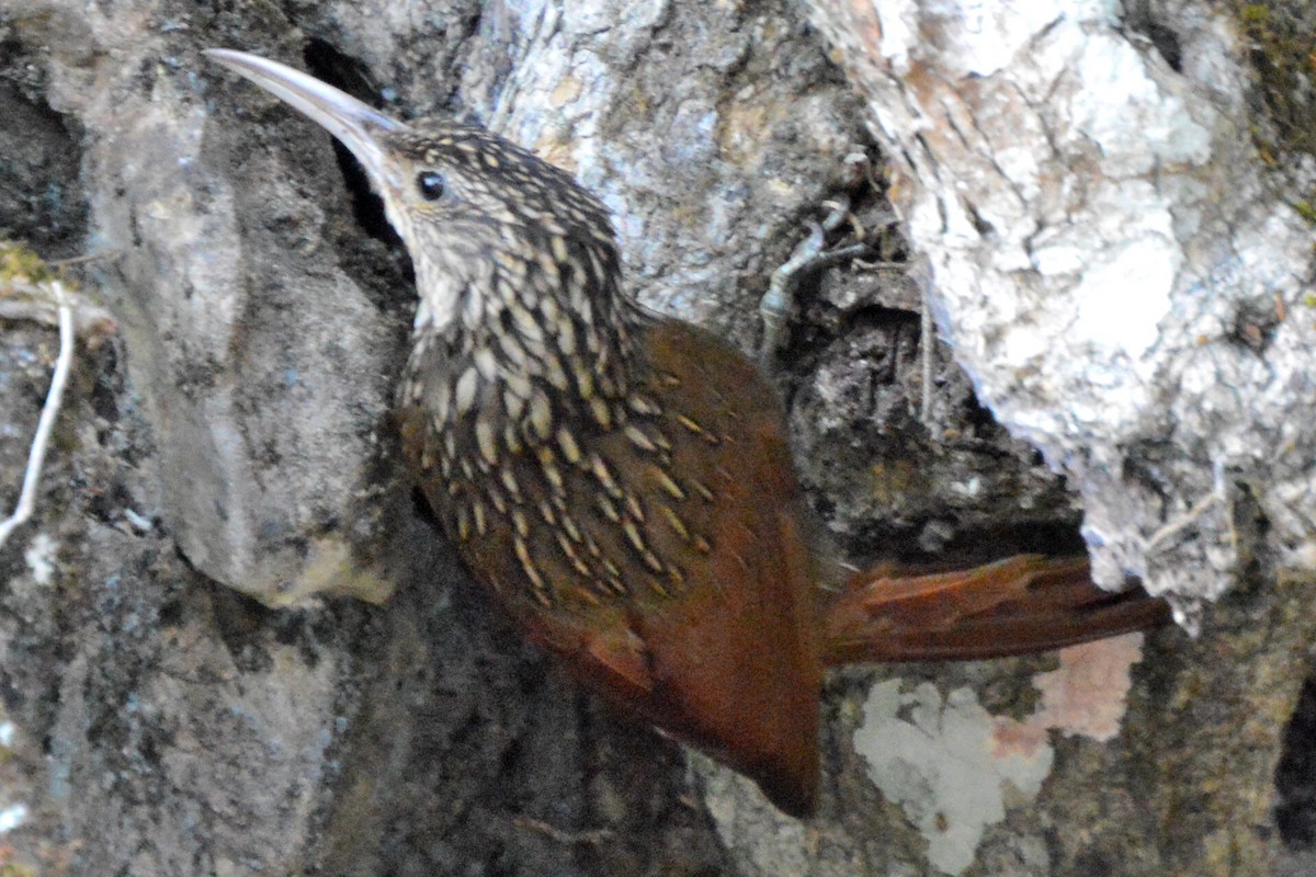 Ivory-billed Woodcreeper - ML253271491