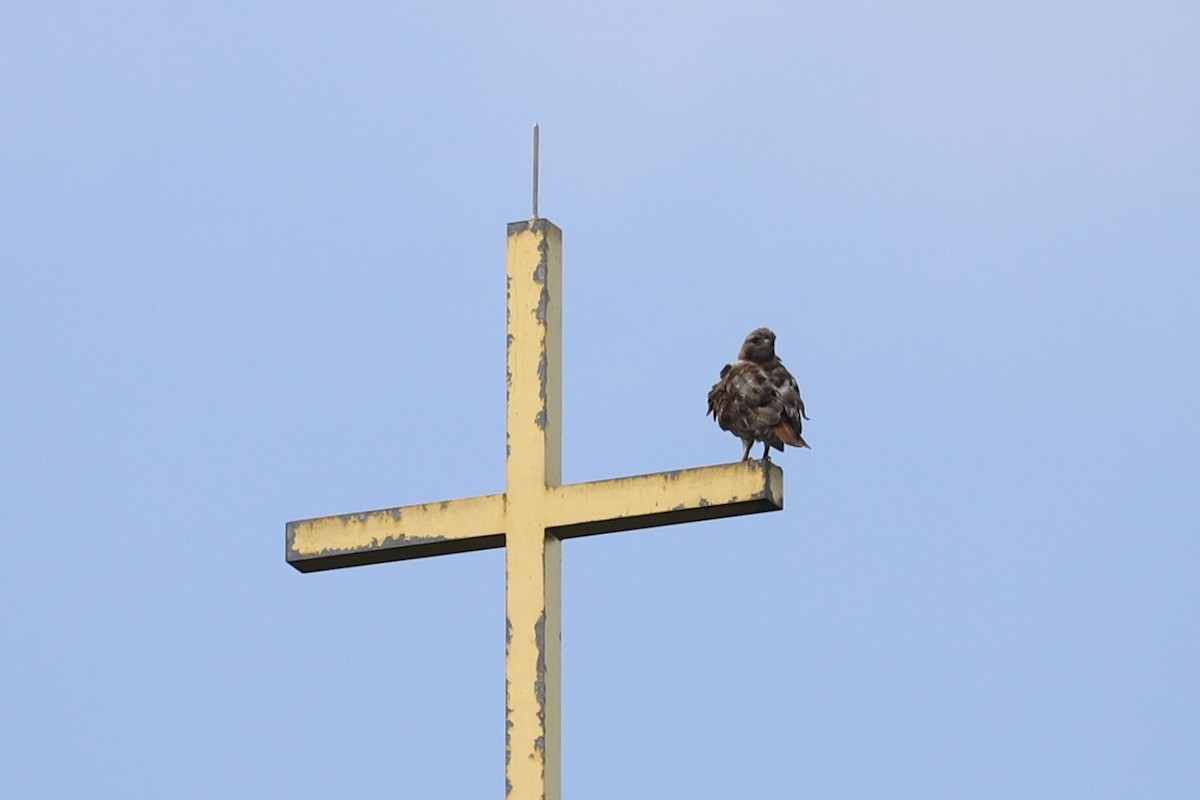 Red-tailed Hawk (borealis) - ML253273261