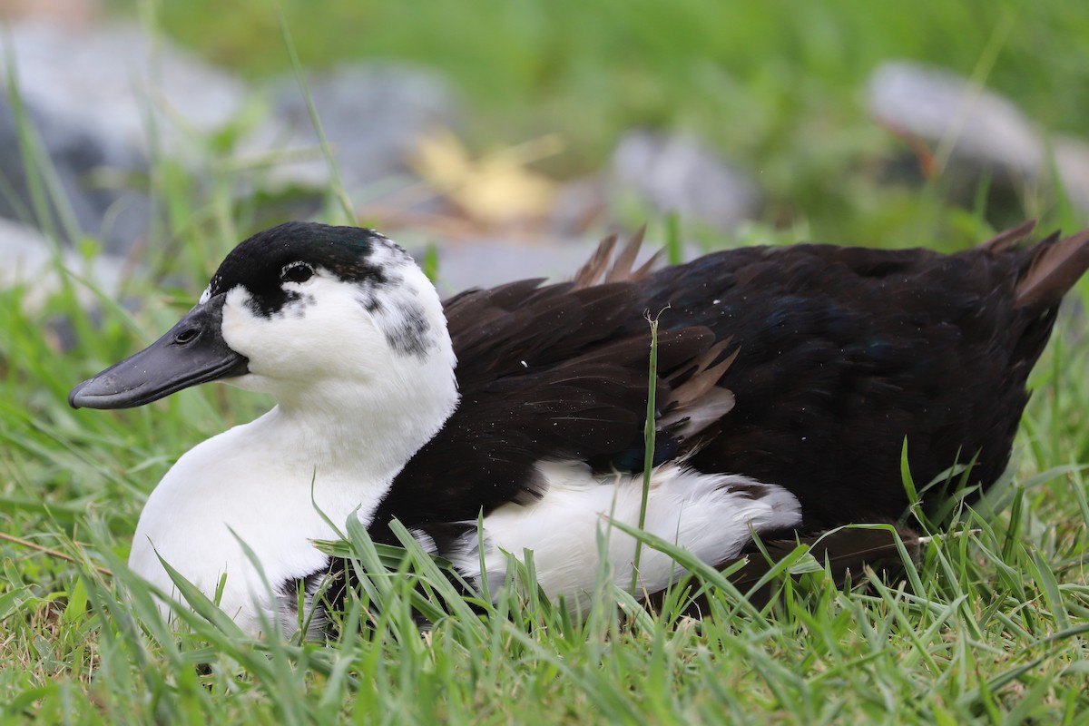 Basahatea (etxekoa) - ML253273771