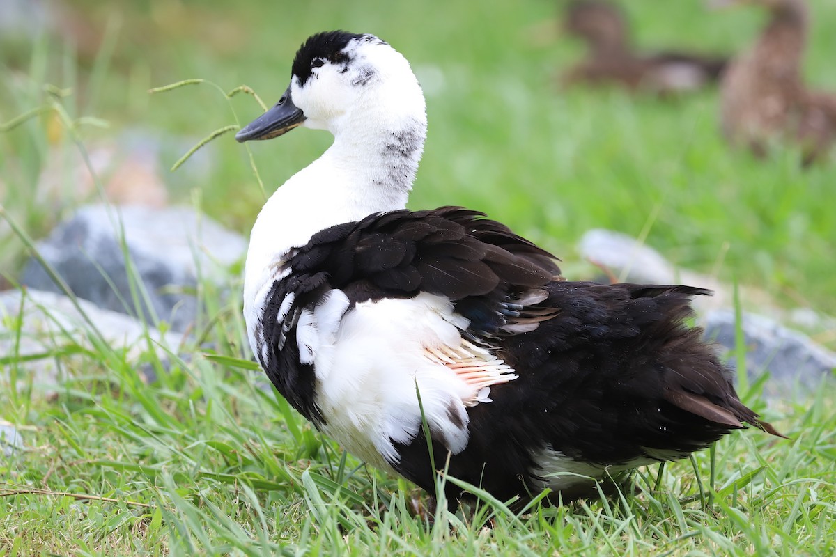 Basahatea (etxekoa) - ML253273801