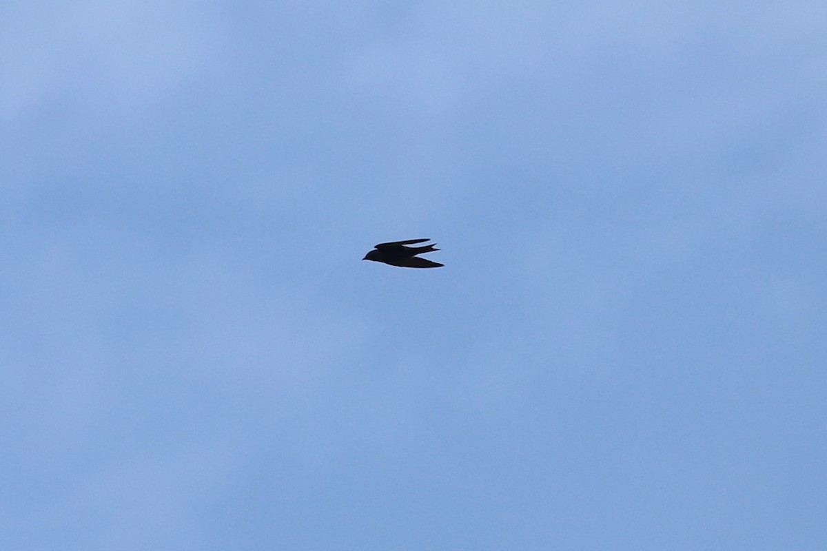 Elai purpura - ML253273831