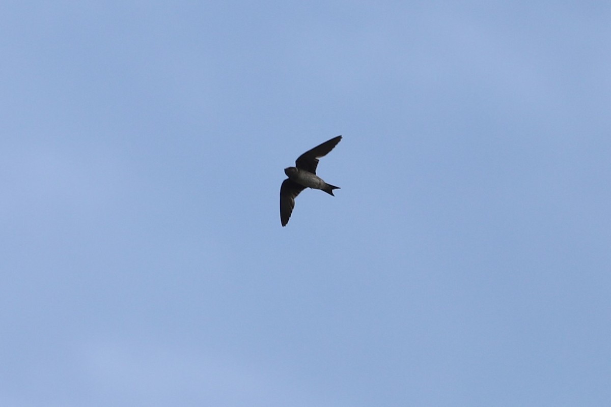 Elai purpura - ML253273841