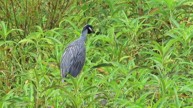 Yellow-crowned Night Heron - ML253274481