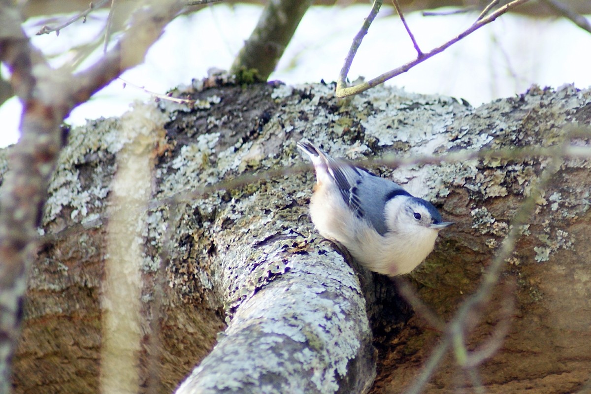 White-breasted Nuthatch - ML25327531