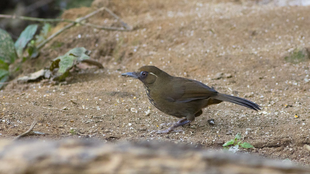 Spot-breasted Laughingthrush - ML253275461
