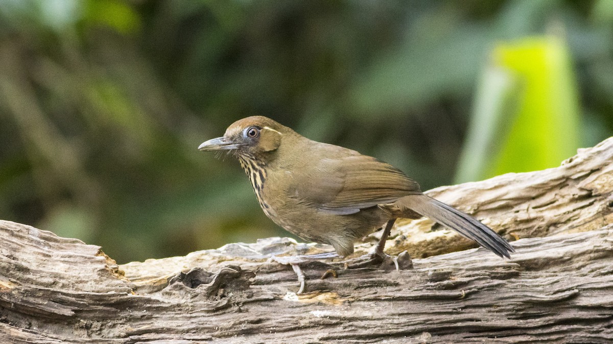 Spot-breasted Laughingthrush - ML253275471