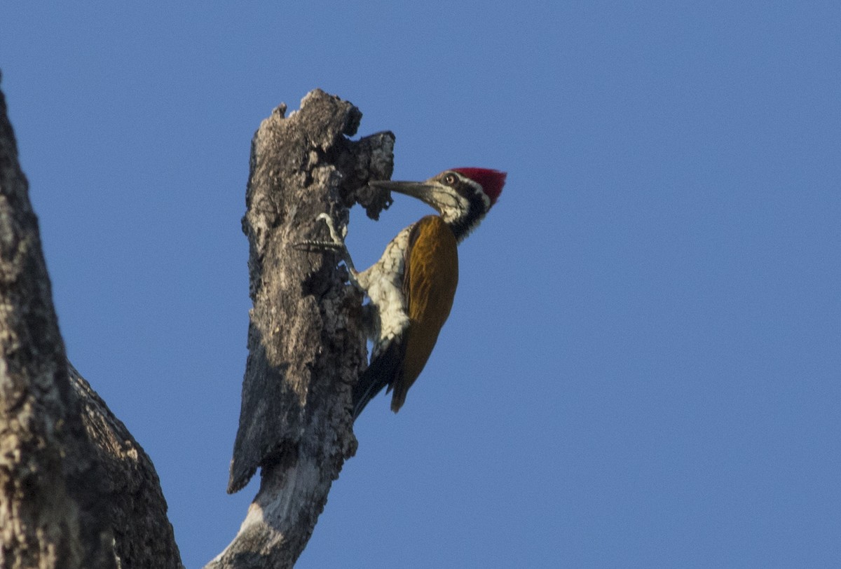 Greater Flameback - Wenjia Chen