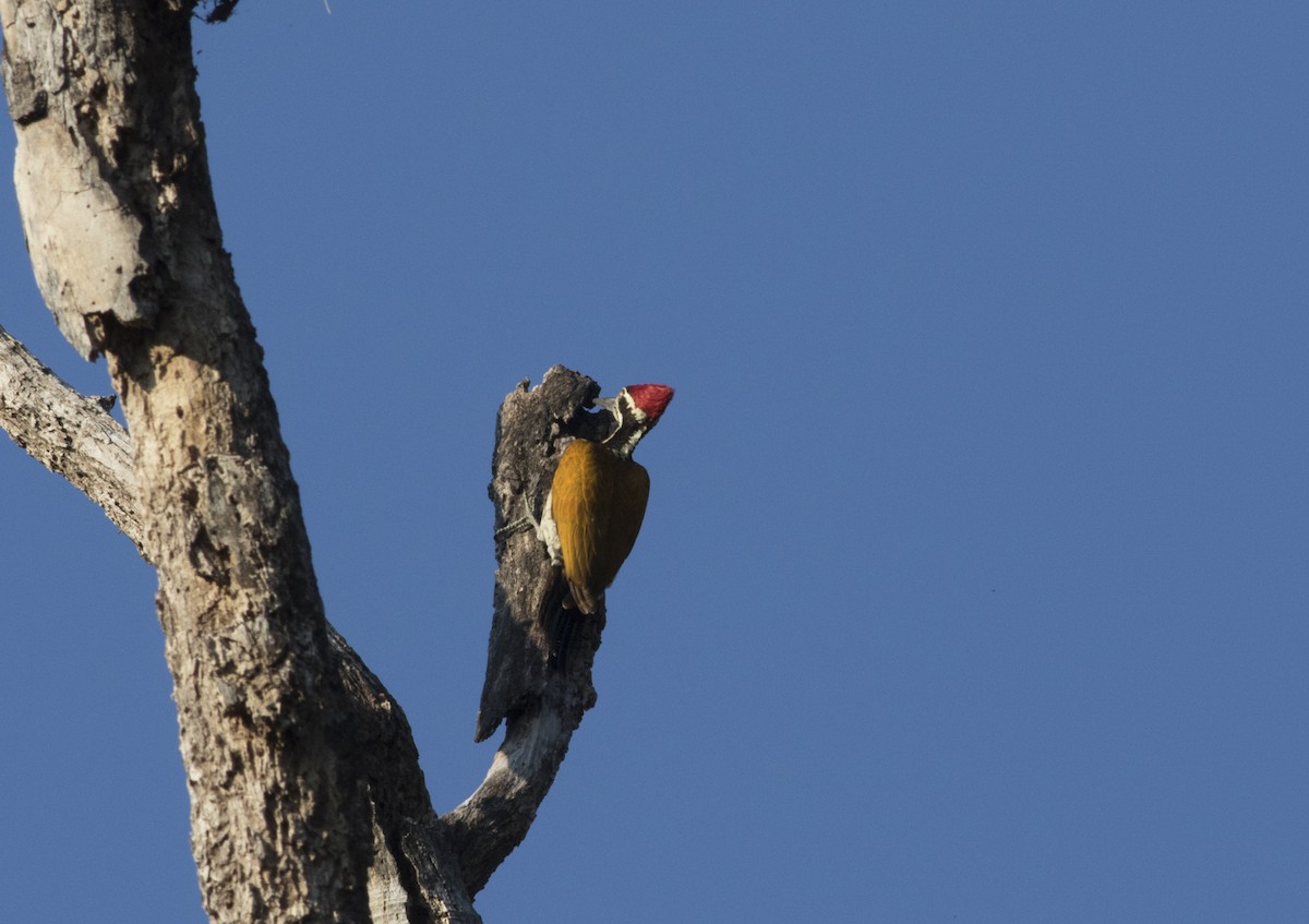 Greater Flameback - Wenjia Chen
