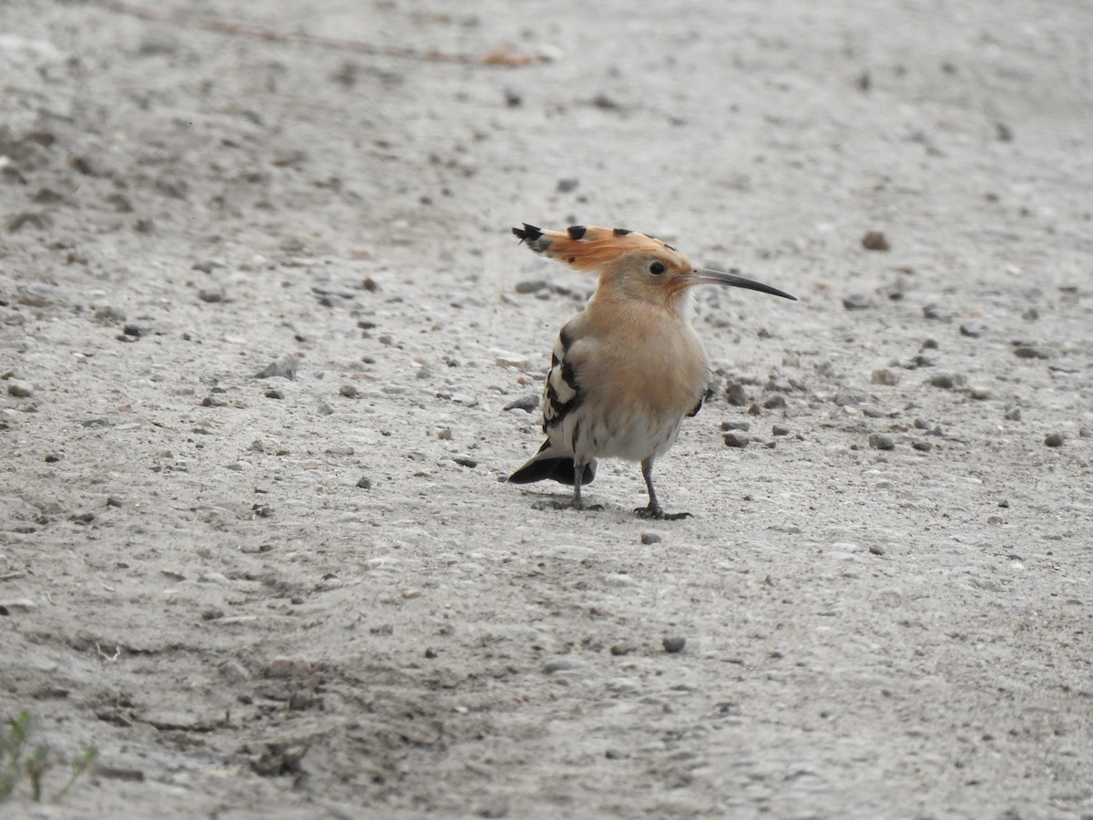 Eurasian Hoopoe - ML253277211